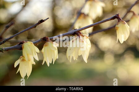 Chimonanthus praecox 'Luteus'.  Highly fragrant, winter blooms of Yellow wintersweet - February, UK. AGM Stock Photo