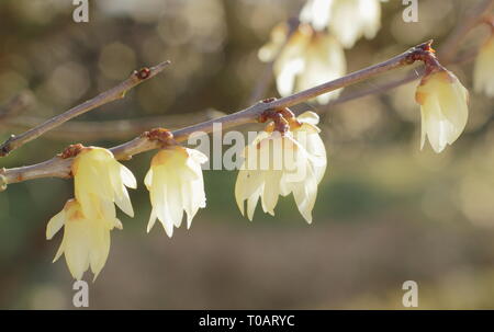 Chimonanthus praecox 'Luteus'.  Highly fragrant, winter blooms of Yellow wintersweet - February, UK. AGM Stock Photo