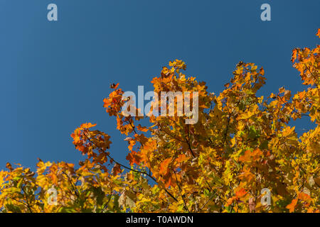 Orange-yellow maple leaves on top of trees and blue sky - background Stock Photo