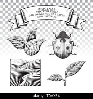Vector Illustration of Scratchboard Style Ink Drawings of Leaves and Ladybug Stock Vector