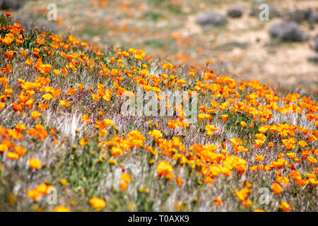 Wildflowers in southern California Stock Photo