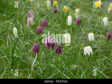 Snake's head Fritillaries, Fritillaria meleagris, Madresfield Court, near Malvern, Worcestershire, UK. Stock Photo