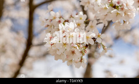White and pink dogwood flower hanging from tree branch on sunny spring afternoon. Stock Photo