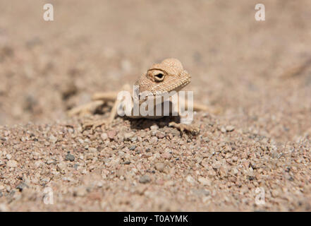 Closeup detail of egyptian desert agama lizard in harsh arid environment Stock Photo