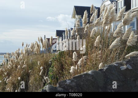 A healthy stand of Pampas Grass growing along the Fife Coast at Lower Largo with a row of white-painted cottages behind Stock Photo
