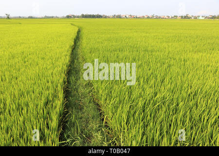 Rice fields near Hoi An - Vietnam Asia Stock Photo