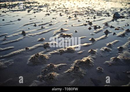 Lugworm or Blow Lug casts on a beach at dusk, Rhosneigr, Anglesey, North Wales, UK Stock Photo