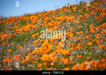 Wildflowers in southern California Stock Photo