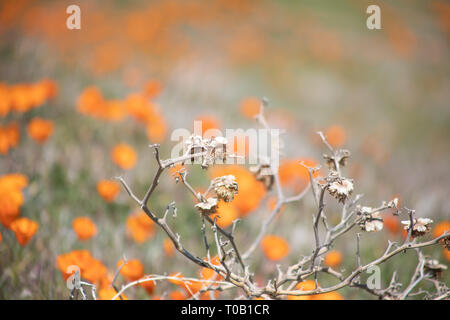 Wildflowers in southern California Stock Photo