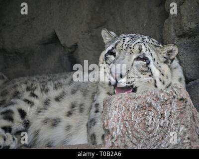 Close up of a snow leopard  taking shelter from the heat under a rock Stock Photo