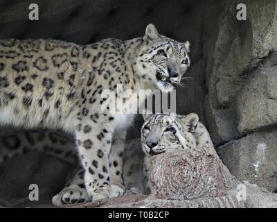 Two snow leopards  taking shelter from the heat under a rock cave. Stock Photo
