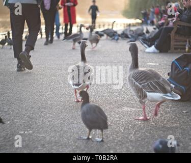 London, United Kingdom: birds and people in St. James's park, in the afternoon. Stock Photo