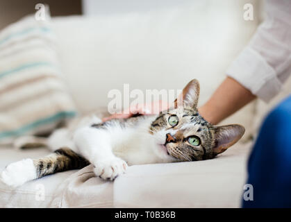 Cat and young woman on bed cuddling. Pet love. Stock Photo