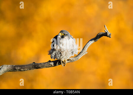 Adult Peregrine Falcon resting on a branch with autumn / fall colors in the background - top view, look from above Stock Photo