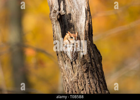 Eastern Screech Owl resting in the tree cavity - red morph phase Stock Photo