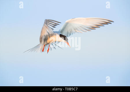Common Tern Hovering over Stock Photo