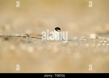 Adult Least Tern incubating an egg and protecting a one day old chick Stock Photo