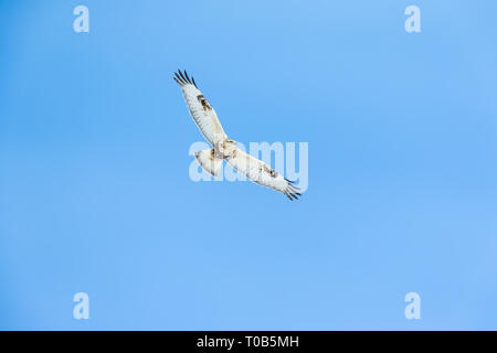 Rough-legged hawk light-morph flying over with its wings widespread - showing its underwings Stock Photo