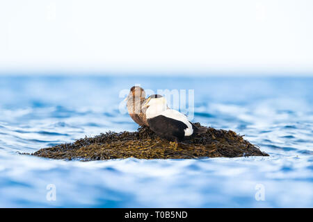 Pair of Common Eiders resting on a rock in the middle of an Atlantic Ocean Stock Photo