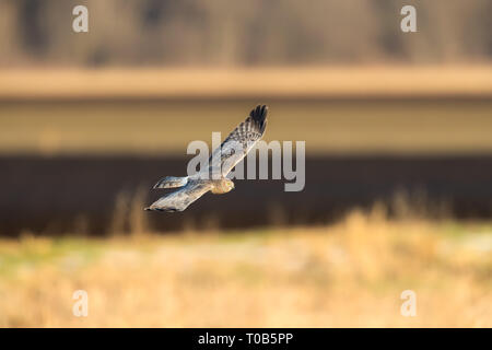 Juvenile male Northern Harrier flying over the farm fields in search for food Stock Photo