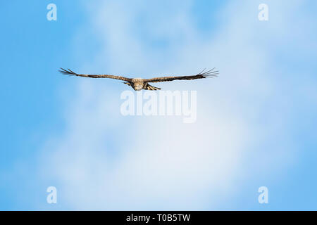 Bald Eagle flying straight on with its wings widespread Stock Photo