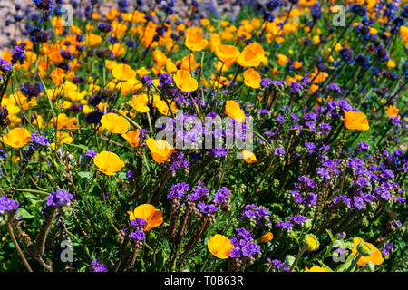 Colorful Scorpionweed and Mexican Gold Poppies in the desert near Apache Junction, Arizona, USA Stock Photo