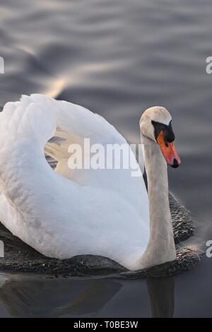 London, United Kingdom: white swan on a lake in Hyde Park. Stock Photo