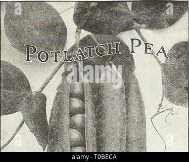 . Packets of all varieties of Peas, 10 cts. each Market Surprise. (See ...