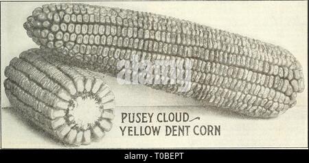 Dreer's garden book 1923 (1923) Dreer's garden book 1923 dreersgardenbook1923henr Year: 1923  FARM SEEDS ARE SENT BY FREIGHT OR EXPRESS at customer's expense. We pack carefully and deliver to transportation company here, and always make the shipment via the best and quickest route PRICES ON ALL FARM SEEDS ARE SUBJECT TO MARKET CHANGES Pusey Cloud Yellow Dent. (See cut.) At the Chester County, Pa., Corn Show; Mr. Pusey Cloud, the originator, was awarded the prize for this variety; also prizes at both the National and Pennsylvania Corn Shows. It matures in 100 to 110 days, and has yielded 75 to  Stock Photo