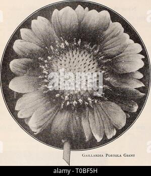 Dreer's garden book 1932 (1932) Dreer's garden book 1932 dreersgardenbook1932henr Year: 1932  SPECIALTIES IN FLOWER SEEM 'PHMDELPHRCv    Gaillardia Portola Giant New Double Hollyhock 2792 Imperator. A striking departure from the type, which arrests the attention of the beholder. Bearing flowers 5§ to 6§ inches across, outer petals wide, elegantly frilled and deeply fringed, centre a very double rosette, the whole suggesting a huge crested Begonia. The coloring consists of many charming combinations, such as cerise salmon with centre of cream reflecting rose; delicate pink with centre of rose f Stock Photo