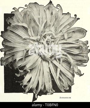 Dreer's garden book 1922 (1922) Dreer's garden book 1922 dreersgardenbook1922henr Year: 1922  /flEigyA-iam^ RELIABLE FLOWER SEEDS, &gt;HILMeiPHR 67 Dreer's Famous American Asters Asters are one of the most important summer and autumn flowers, and receive special care at our hands. Yearly exhaustive tests are made with a view to offer- ing only the choicest kinds, regardless of cost. As a result of this care our list comprises only such sorts as can be planted with perfect confidence that nothing better is procurable, no matter at what price or from what source. The varieties offered on this an