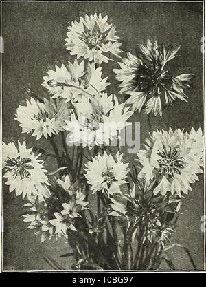 Dreer's garden book 1922 (1922) Dreer's garden book 1922 dreersgardenbook1922henr Year: 1922  78 /flEHByA-BREEIl^ RELIABLE FLOWER SEEDS, I CENTAUREAS Under this name is included sucli popular annuals as the Cornflower, Sweet Sultans, etc. They are favorites in all sec- lions of the country, are perfectly hardy, will grow and do well almost everywhere, and are much in demand as cut flowers. CORNFLOWERS (Centaurea Cyanus) These are also known as Bachelor's Buttons, Blue Bottle, Ragged Sailor, Bluet and sometimes as Ragged Robin, but which name belongs to one of the Lychnis and frequently re- sul