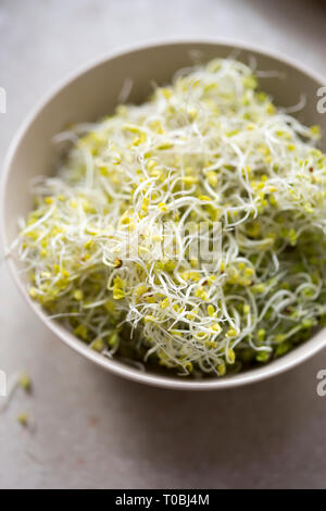 Green broccoli sprouts Stock Photo