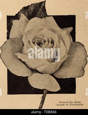 Dreer's garden book 1920 (1920) Dreer's garden book 1920 dreersgardenbook1920henr 0 Year: 1920  Select Hybrid=Tea Roses My Maryland (J. Cook, 1909). One of our best bedding Roses, in good condition throughout the season, almost always in bloom, every shoot bearing one or more flowers, which are double and of perfect form, of a bright but tender salmon-pink, which lights up beautifully as the flower expands; delightfully fragrant. Nerissa (Wm. Paul & Son, 1912). A large perfect flower of a creamy-yellow shaded with white and peach-tinted centre; a strong grower, free bloomer and a splendid bedd Stock Photo