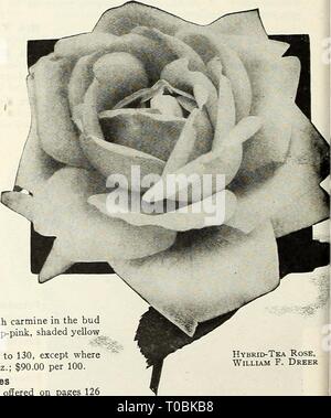 Dreer's garden book 1928 (1928) Dreer's garden book 1928 dreersgardenbook1928henr Year: 1928  Hybrid-Tea Rose Una Wallace H. A. Verschuren. A most desirable two- Souvenir de   toned yellow, the edges light buff deepening to apricot yellow at the centre, particularly rich in cool weather. Buds and flowers of capital form, growth vigorous and healthy, very free and sweetly perfumed. Souvenir de George Beckwith. A variety that is meeting with much favor, flowers very large, globular and full double, with petals of good substance. Color shrimp pink, tinted chrome yellow shading deeper at the base  Stock Photo