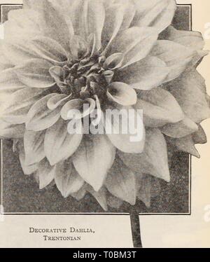 Dreer's garden book  Henry Dreer's garden book / Henry A. Dreer. dreersgardenbook1931dree Year:   Decorative Dahlia. Wizard of Oz    Decorative Dahlia, Trentojcian Whopper. A giant Decorative with well-built deep flowers of a most pleasing shade of yellow-buff, suffused with orange. In form it is all that can be desired. 75 cts. each. William Slocombe. A beautiful dean-cut, pure canary- yellow of splendid form, with very large flowers; it is early flowering and continues good to the end of the season. 75 cts. each. Wizard of Oz. A great Dahlia from all points of view, size, formation, color, h Stock Photo