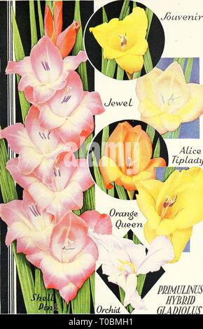 Dreer's garden book 1931 (1931) Dreer's garden book 1931 dreersgardenbook1931henr Year: 1931  ouveriLT    ALlcq Tip lady PRMULMIS HYBRID GLADIOLUS Stock Photo