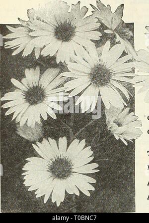 Dreer's garden book 1931 (1931) Dreer's garden book 1931 dreersgardenbook1931henr Year: 1931  174 /flEHRyAJREElL^ HARDY PERENNIAL PyUfTS 'HiiMiiPmik Stock Photo