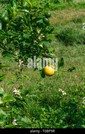 A Grapefruit grove in southern Florida. There are some flowers, immature green fruit, and ripe yellow fruit on the trees. Stock Photo