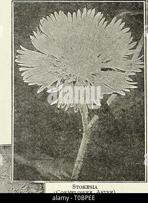 Dreer's garden book 1931 (1931) Dreer's garden book 1931 dreersgardenbook1931henr Year: 1931 Stock Photo