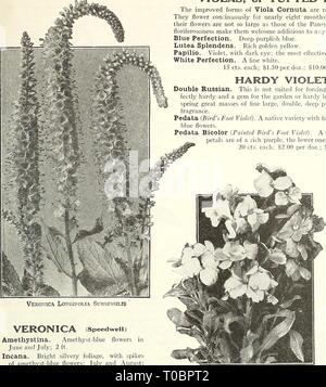 Dreer's garden book 1924 (1924) Dreer's garden book 1924 dreersgardenbook1924henr Year: 1924  /flEHiyAJREEfcffEt,^!iJa|.)aiilfei^^j&gt;^ 197    Veronica Longifolia Subsessilis VERONICA (Speedwell) Amethystina. Amethyst-blue flowers in June and July; 2 ft. Incana. Bright silvery foliage, with spikes of amethyst-blue flowers; July and August; 1 foot. Longifolia SubseSSiliS (Japanese speedwell). The showiest and best of the Speedwells; forms a bushy plant 2 to 3 feet high, with long dense spikes of deep blue flowers from the middle of July to early in September. (See cut.) Maritima. Long spikes o Stock Photo
