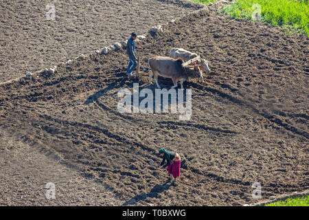 Farmer, and wife, using Zebu Oxen, to plough and prepare a paddy field for resowing a new crop of rice. Northern India. January, February. Stock Photo