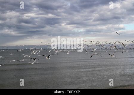 Seagulls flying before a storm Stock Photo