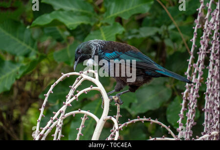 New Zealand Tui bird feeding on ripening Nikau palm berries Stock Photo
