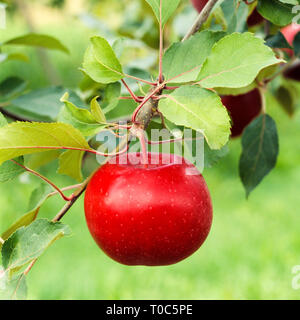 Perfect, beautiful ripe red apple fruit growing on tree in orchard Stock Photo