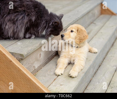 Cute, funny animal friends golden retriever puppy dog and cat pets Stock Photo