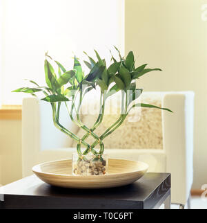 Window light shining on lucky bamboo houseplant in comfortable, modern living room. Fresh, bright, natural, contemporary home interior decor details. Stock Photo
