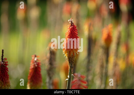 Kniphofia is an evergreen summer flowering perennial garden plant with orange red tubular flower spikes and yellow at its base and arching leaves. Stock Photo