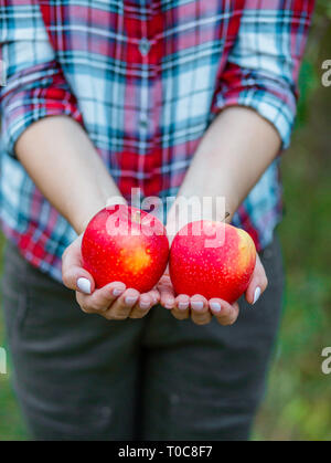Two red apples in the hands of a white woman in the garden. Stock Photo