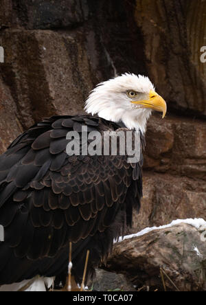 Bald eagle perched on a rocky enclosure in the Grizzly and Wolf Discovery Center in Montana Stock Photo